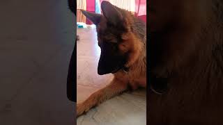 German shepherd stock coat male attack on owner..... #viral #trending #music