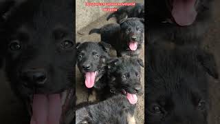 Puppy shepherd 🐈. Щенки немецкой овчарки. #puppy #puppydog #puppyvideos #germanshepherd #shepherd