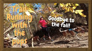 TRAIL RUNNING with DOGS | WHIPPETS | DEVON Trails | ULTRA Runner