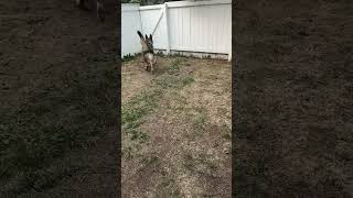 Charlie plays fetch #shorts #germanshepherdpuppy #viraldogsvideos #cutedogs #1kviews #subscribe