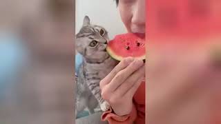 Best of Funny Cats and Dogs collection 🤩🥰🤪😝 #funny #funnymoments #laughoutloud 24.06.2024