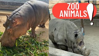 Zoo Animals | Learn The Animals Name  At The Zoo