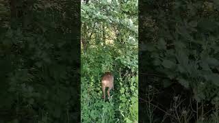 Fearless Little Deer