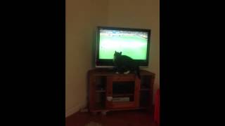 Fowler The Cat Watching Football