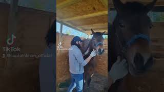 Stable Horse grooming#royce #stable #shorts #horsetraining #horseriding #horsepower #horsefeed#horse