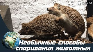 Необычные способы спаривания животных