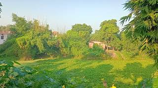 "Tranquil Village Life: Chirping Birds and Pond Serenity | Rural Bliss"