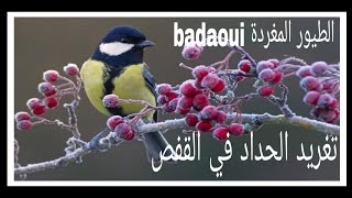 تغريد طائر الحداد mésange charbonniere الملكي(القرقف )