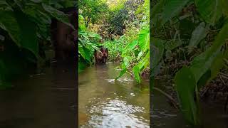 Wild shot of German shepherd drinking water #viral #trending #ytshort #shorts #short