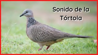 CANTO de la TÓRTOLA (10 Minutos) 🕊️🎶🔊