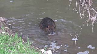 ישראל טבע נחל ציפורי Израиль природа поток Ципори Israel nature stream Zipori