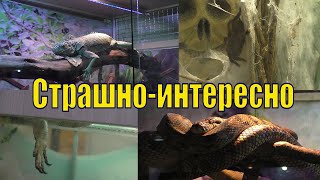 ПЛАНЕТА РЕПТИЛИЙ/ СТРАШНО И ИНТЕРЕСНО /МУРМАНСК