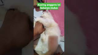 kucing anggora ini pemalas, bulunya mulus, tapi suka menjilat