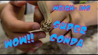 Super Conda Hognose and more. Hissy Hogs weigh in 9/19/21