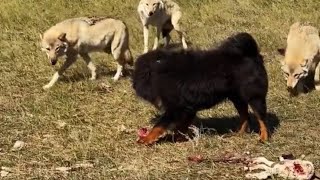 AlPHA TIBETAN MASTIFF VS WOLF