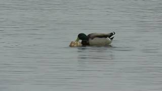 Male Mallard x female domestic duck