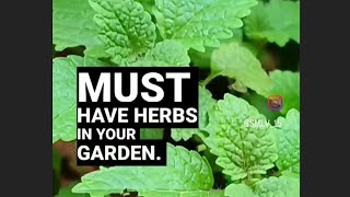 Grow These Herbs in Your Garden (Essential Herbs for Your Garden)