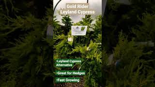 Gold Rider Leyland Cypress #shorts #plants #garending #evergreen #hedge