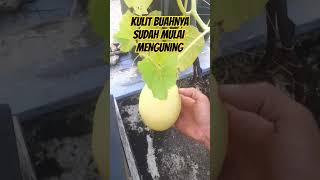 Siap-siap Panen Melon Golden Walaupun Ukurannya Kecil #tanaman #shortsyoutube #shorts #panen