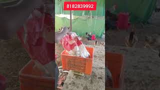 सोनाली मुर्गा बिकाऊ है #sonalimurgipalan #desimurgipalan #poultryfarming