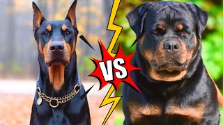 Doberman VS Rottweiler | Qual o melhor cão de guarda?