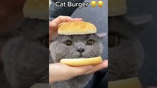 Cat burger 🍔 it you like burger click on 👍🏼🔔🔄