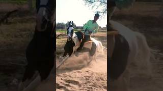 Horse riding #vatsrecords #newsong #punjabisong #viral #stallion #shortsfeed #horse