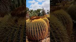 Botanicactus S.L - Mallorca #shorts #travel #majorca #cactus #botanicalgarden #mallorca