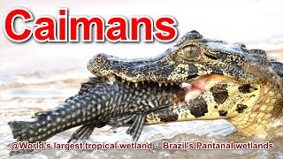 Caimans | @World's largest tropical wetland -  Brazil's Pantanal wetlands