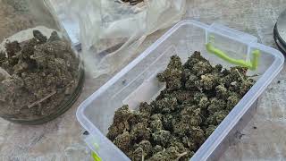 Взвешивание Bubble Gum XXL Auto 00 от Мария Любит Хуана #00 #weed #plagron #00 #bubblegum #cannabis