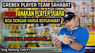 CARI ANAKAN MERPATI PLAYER TRAH JUARA DENGAN HARGA BERSAHABAT CUMA DI SINI | TEAM SAHABAT