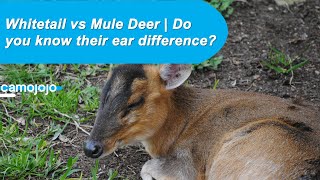 【Camojojo】Why hunters confuse mule deer and whitetail?