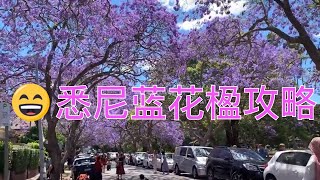 4，悉尼蓝花楹攻略 jacaranda trips in sydney