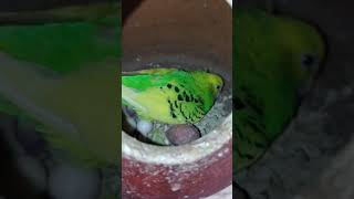 #budgies #birds #parakeet #lovebirds #pets #voice #bird #foryou #talkingparrotscareandroutine#parrot