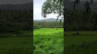 ഗ്രാമഭംഗി | #kerala#keralatourism#greenary#godsowncountry#travel#trending#viral#shortsfeed#youtube