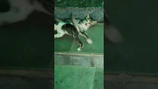 Kitty moves #kittty #cat #catlover #funnykittens #crazykitty #shortsvideo