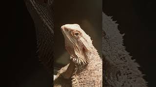 Adorable Bearded Dragon!