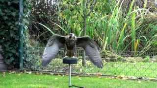 Northern Pacific Coast Peregrine