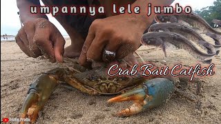 LELE JUMBO  DI JADIKAN UMPAN KEPITING