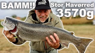 TEASER 🤩 MEGA Stor Havørred 🐟  Havørred fiskeri 🎣