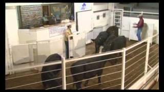 Cattle Handling - Auction Market (BQA)