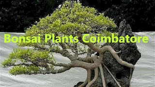 Bonsai Plants in Coimbatore