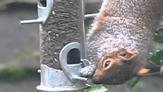 British Wildlife the Squirrel upside down !