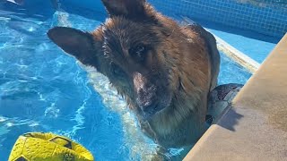 German Shepherd playing and swimming in pool