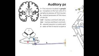 Auditory pathway