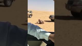 اصطياد الصقور في السعودية بحركه ذكية / Hunt falcons in Saudi Arabia with a smart move