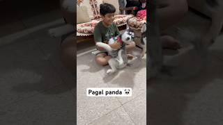 Panda need treatment 🥊 #shorts #dog #husky #taubatauba