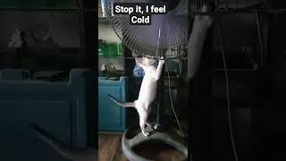 Kitten Feel Cold, trying to switch off the Fan 🙀 #youtubeshorts #shorts #viralvideo