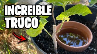 Este TRUCO VALE ORO!! PLANTAS GRATIS + Cosecha de TOMATES 🍅 Vlog #20 | La Huerta de Ivan