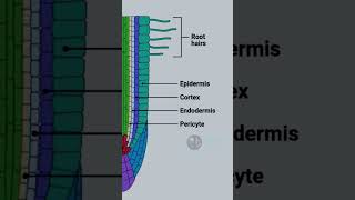 Root meristem anatomy#botany #plant #science #root #meristem #anatomy #physiology #plantphysiology